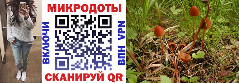 магазин    Онега  Псилоцибиновые грибы прущие грибы 